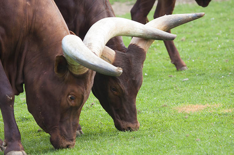 Foto: Wolfgang Tischler